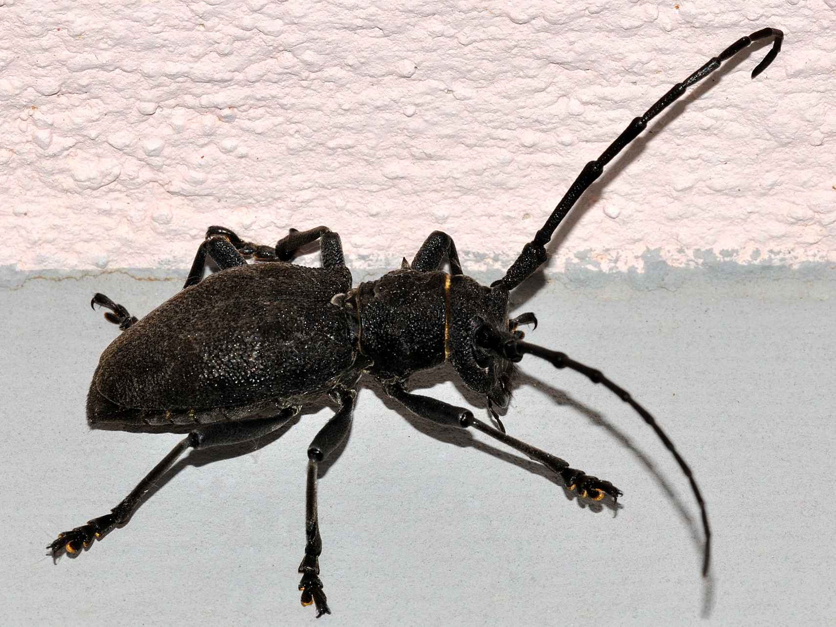 Cerambycidae - Morimus asper
